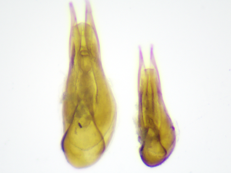Tachyporus hypnorum and tersus